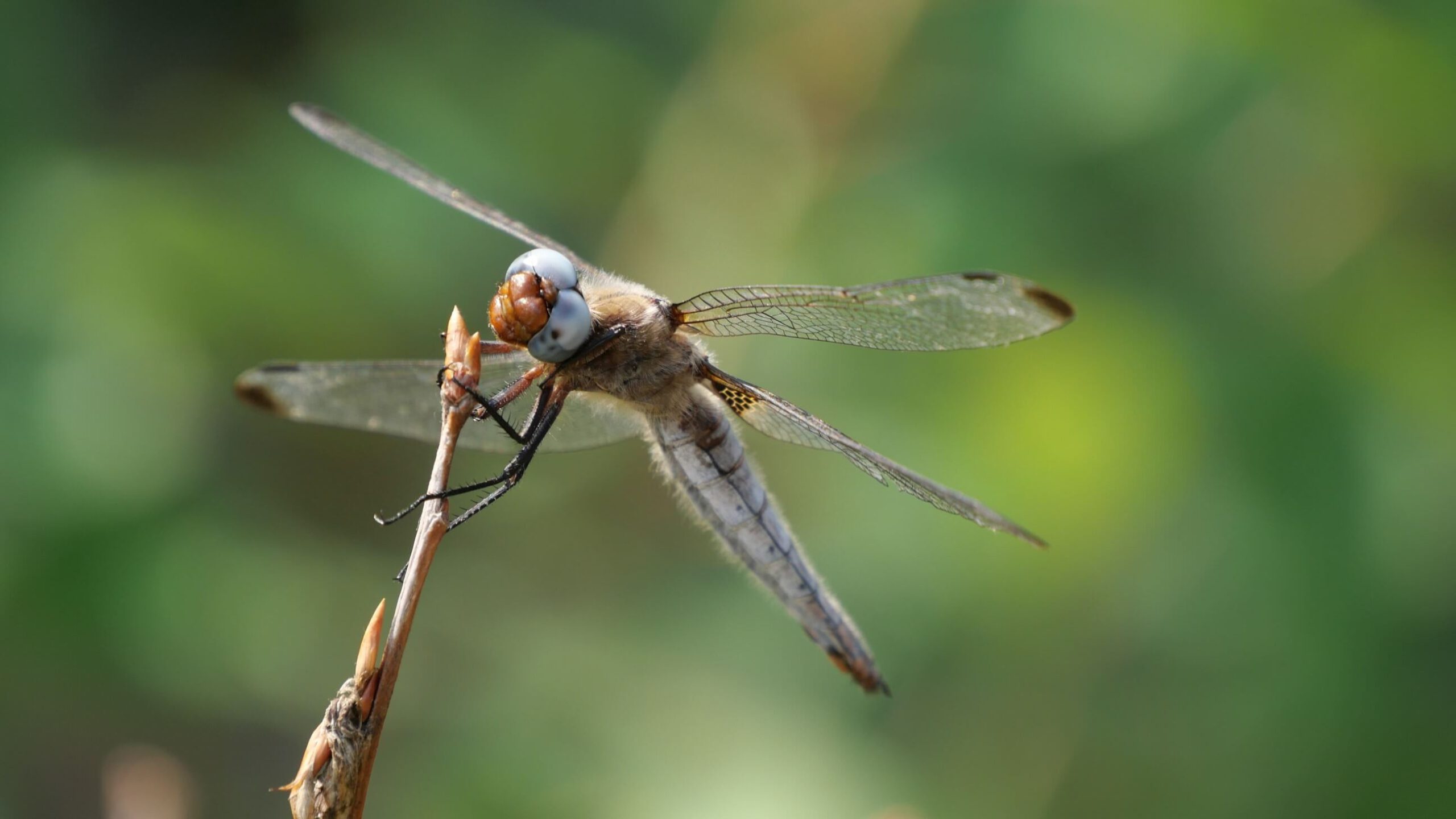 Libelle im BR Spreewald (Foto: Franzi Leimkühler)